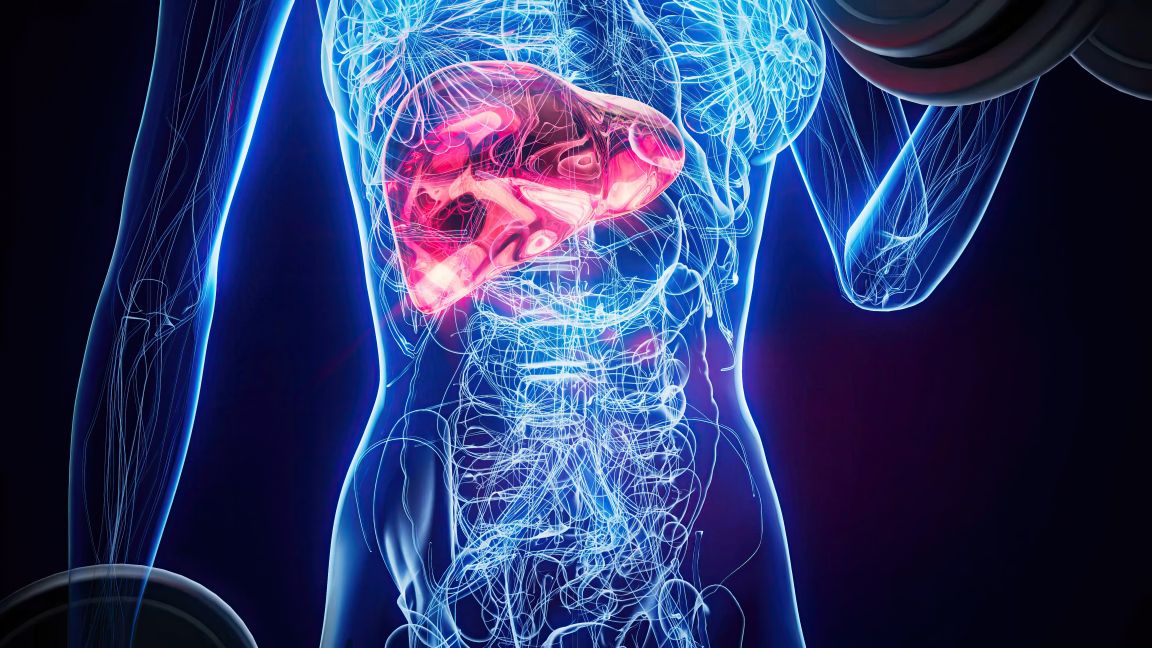 Fettleber & Stoffwechsel